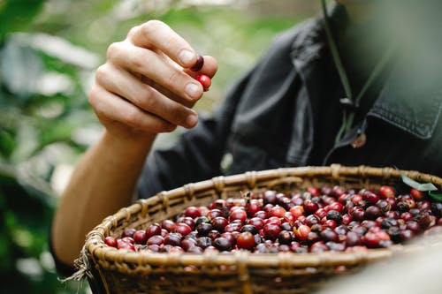 Coffee Cherries